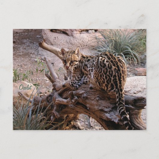 Briefkaart: Ocelot Briefkaart (Voorkant)