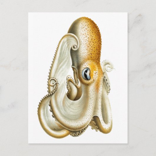 briefkaart "OCTOPUS" SEALIFE (Voorkant)