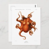briefkaart "OCTOPUS" SEALIFE (Voorkant / Achterkant)