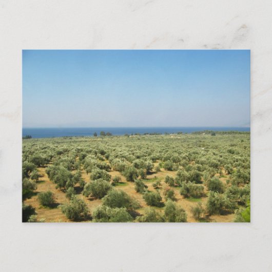 Briefkaart olijfbomen (Voorkant)