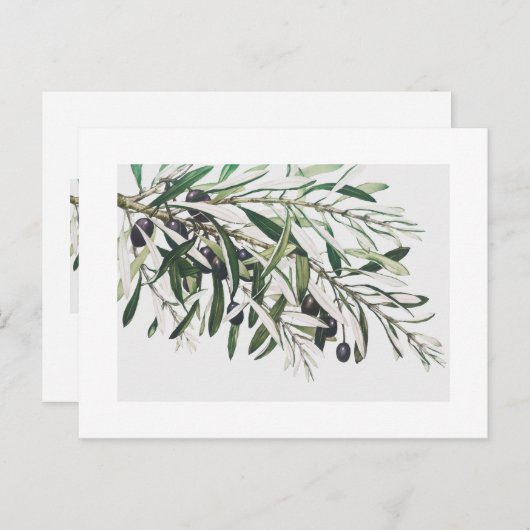 BRIEFKAART : OLIJFBRANK (Voorkant / Achterkant)