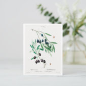 BRIEFKAART "OLIJVEN" VAN REDOUTÉ BOTANICAL (Staand voorkant)