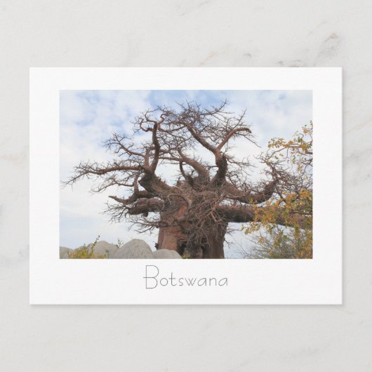 Briefkaart op de Baobab-boom in Botswana (Voorkant)