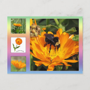 Briefkaart - Oranje Calendula Flowers