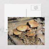 Briefkaart Oranje paddenstoelgroep (Voorkant / Achterkant)