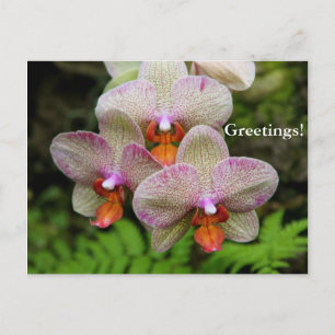 Briefkaart - Orchid