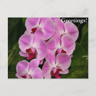 Briefkaart - Orchid