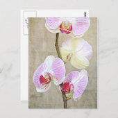Briefkaart Orchid Flowers (Voorkant / Achterkant)
