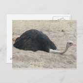 Briefkaart Ostrich (Voorkant / Achterkant)