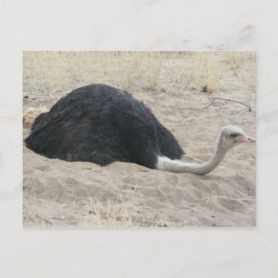 Briefkaart Ostrich