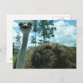 Briefkaart Ostrich (Voorkant / Achterkant)
