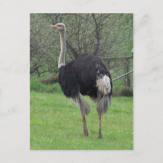 Briefkaart Ostrich