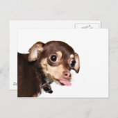 Briefkaart over de houding van Chihuahua (Voorkant / Achterkant)