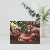 Briefkaart over Orangutans voor Cindy Noodleberry (Staand voorkant)