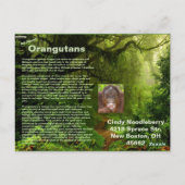 Briefkaart over Orangutans voor Cindy Noodleberry (Achterkant)