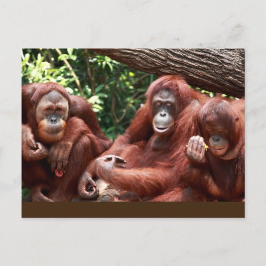 Briefkaart over Orangutans voor Cindy Noodleberry (Voorkant)
