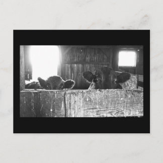 Briefkaart overbelaste koeien.