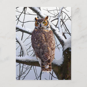 briefkaart "Owl in Winter"