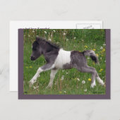 Briefkaart  paarden #3 (Voorkant / Achterkant)