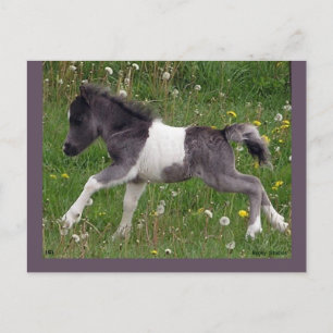 Briefkaart paarden #3