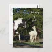 Briefkaart Paardenalpaca (Voorkant / Achterkant)