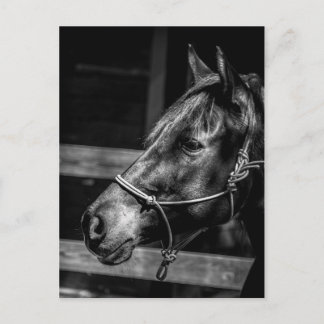 Briefkaart Paardenprofiel