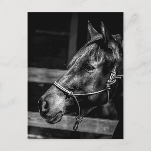 Briefkaart Paardenprofiel (Voorkant)