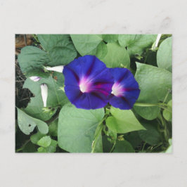 Briefkaart Paarse morning Glory Flowers