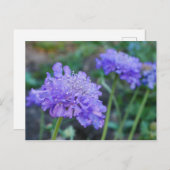 Briefkaart Paarse speldenkussen (Voorkant / Achterkant)