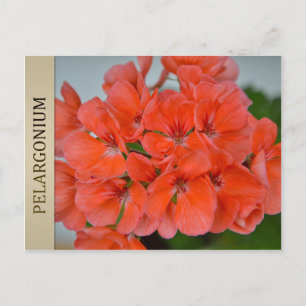 BRIEFKAART PAC Bergpalais Pelargonium