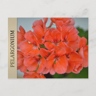BRIEFKAART PAC Bergpalais Pelargonium