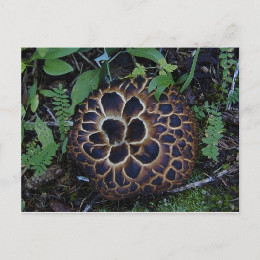 Briefkaart paddenstoel (Voorkant)