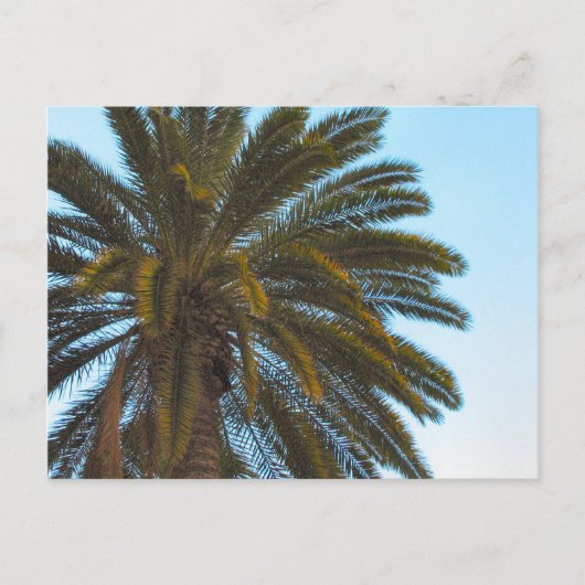 briefkaart palmboom (Voorkant)