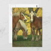 Briefkaart Palomino Draft Horses (Voorkant / Achterkant)