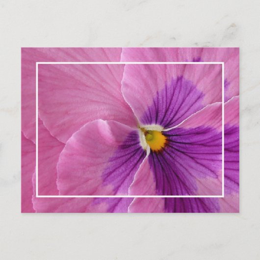  Briefkaart Pansie (Voorkant)
