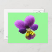 Briefkaart Pansy (Voorkant / Achterkant)