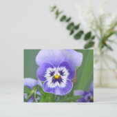  Briefkaart Pansy (Staand voorkant)