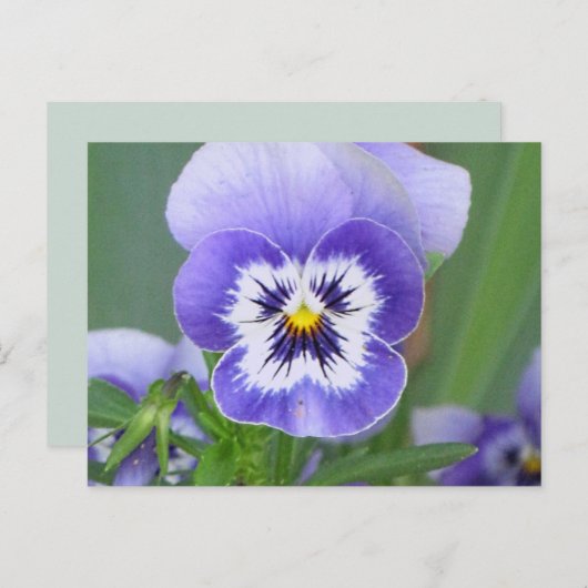  Briefkaart Pansy (Voorkant / Achterkant)