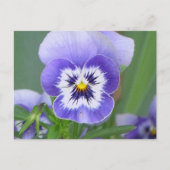  Briefkaart Pansy (Voorkant)