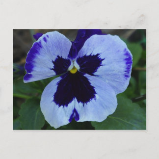 Briefkaart Pansy Bloom