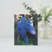 briefkaart _ parrots (Staand voorkant)