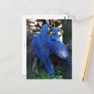 briefkaart _ parrots