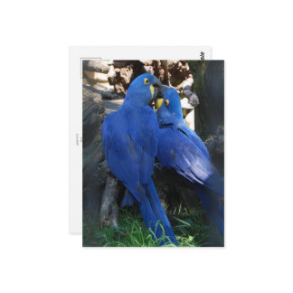 briefkaart _ parrots
