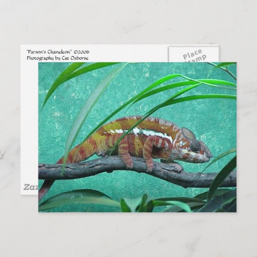 briefkaart "Parson's Chameleon" (Voorkant / Achterkant)