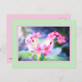 Briefkaart Pastel Pink Flowers (Voorkant / Achterkant)
