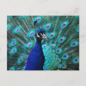 Briefkaart Peacock (Voorkant)