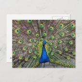  Briefkaart Peacock (Voorkant / Achterkant)