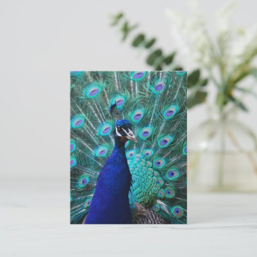 Briefkaart Peacock (Staand voorkant)