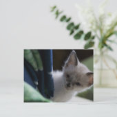 Briefkaart Peek-a-Boo Kitten (Staand voorkant)