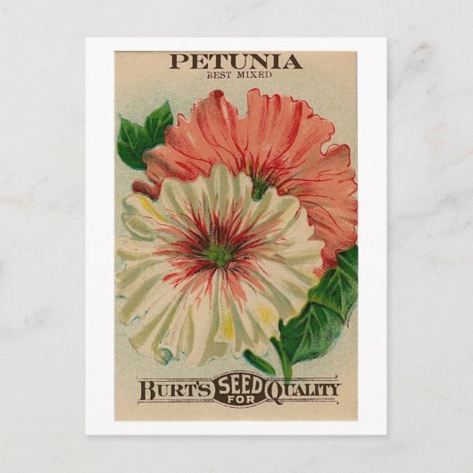 briefkaart petunia-zaadpakket (Voorkant)